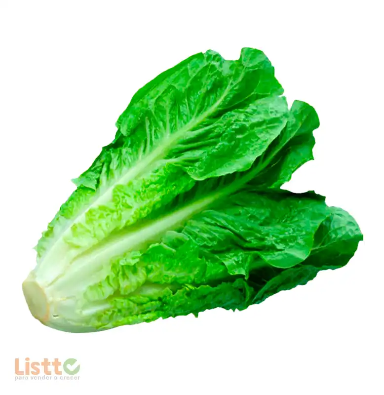 Lechuga Italiana Pz.
